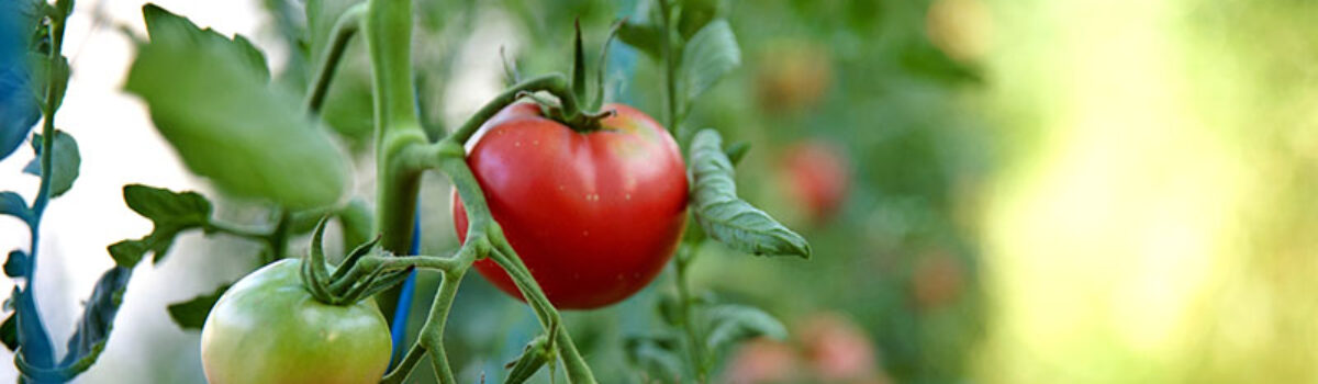 Condiciones ideales para el cultivo de tomate 