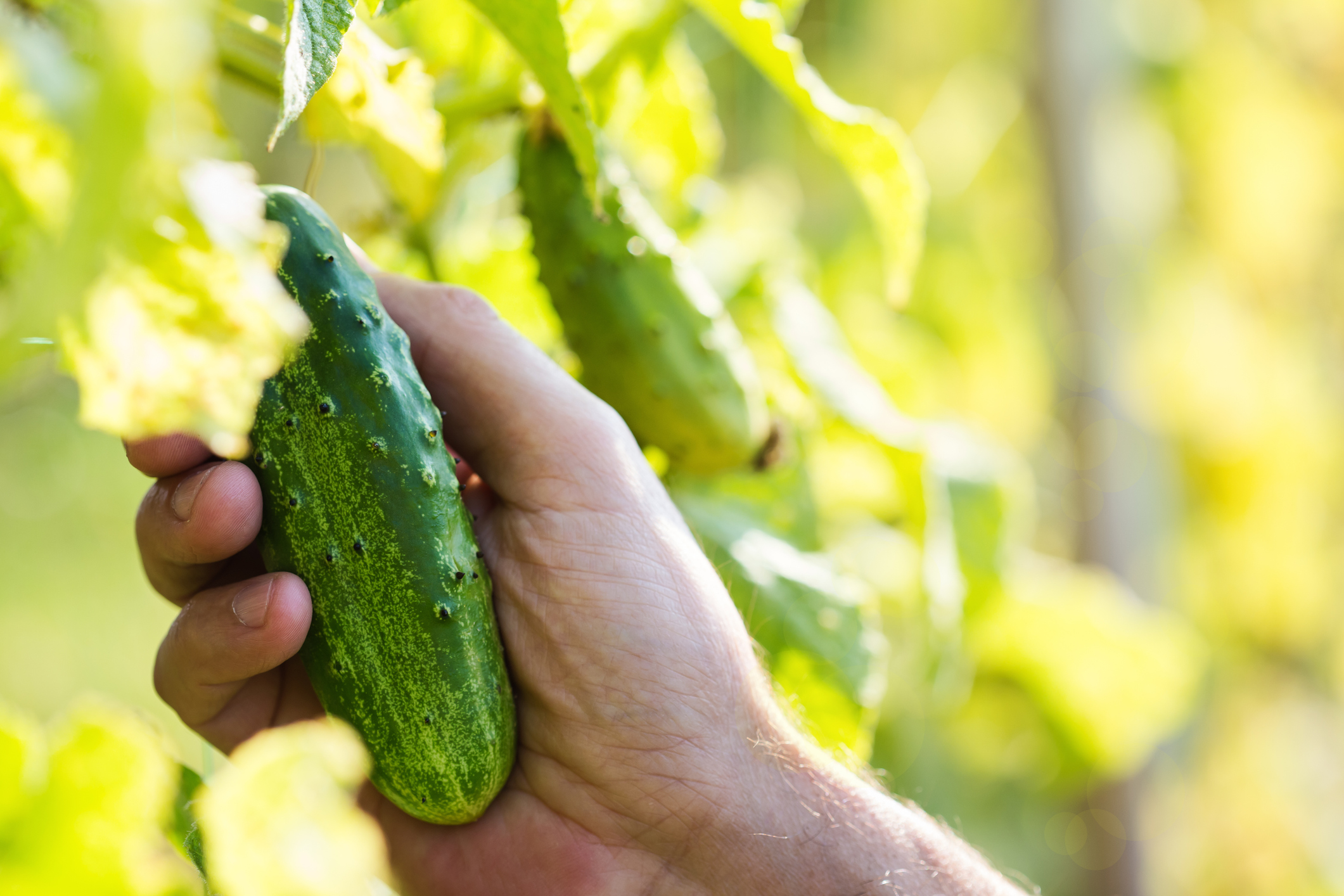 Riego y estrés hídrico en el cultivo del pepino: Cómo evitarlo.