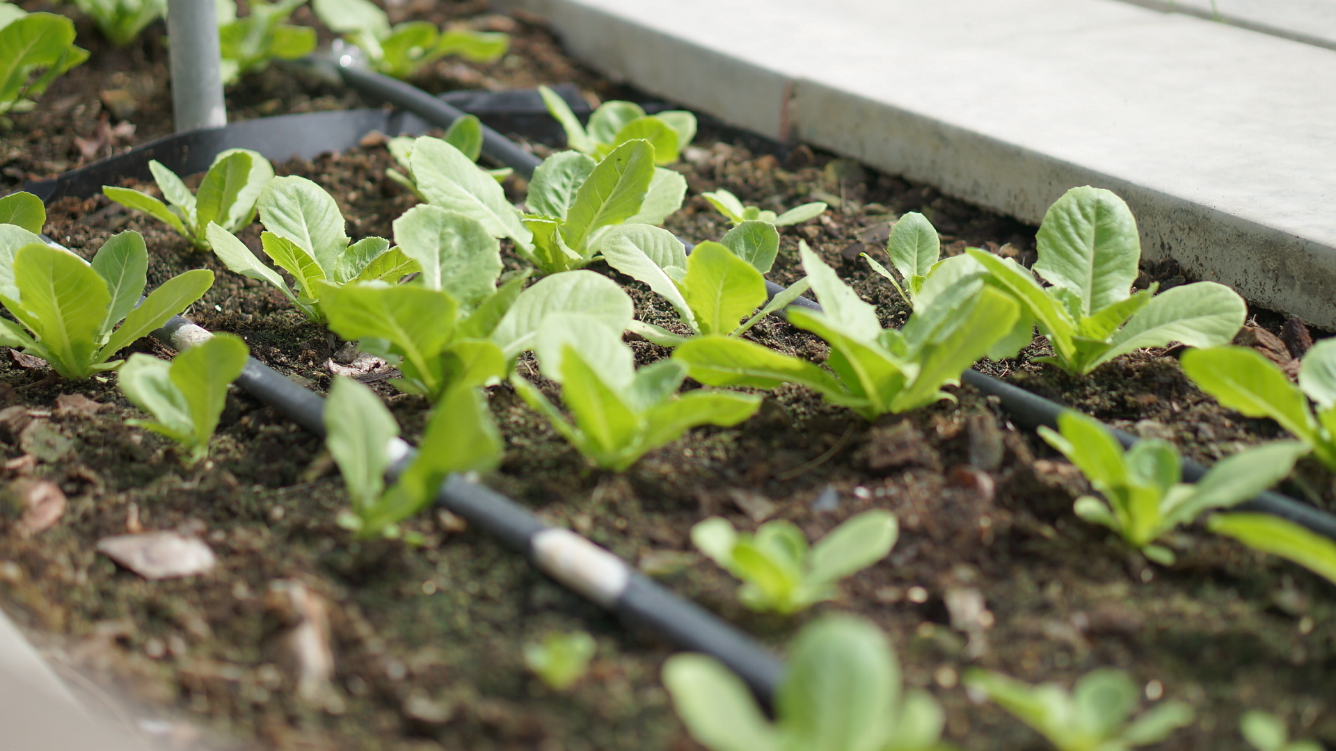 Agricultura de riego y sistemas óptimos para el aprovechamiento del agua