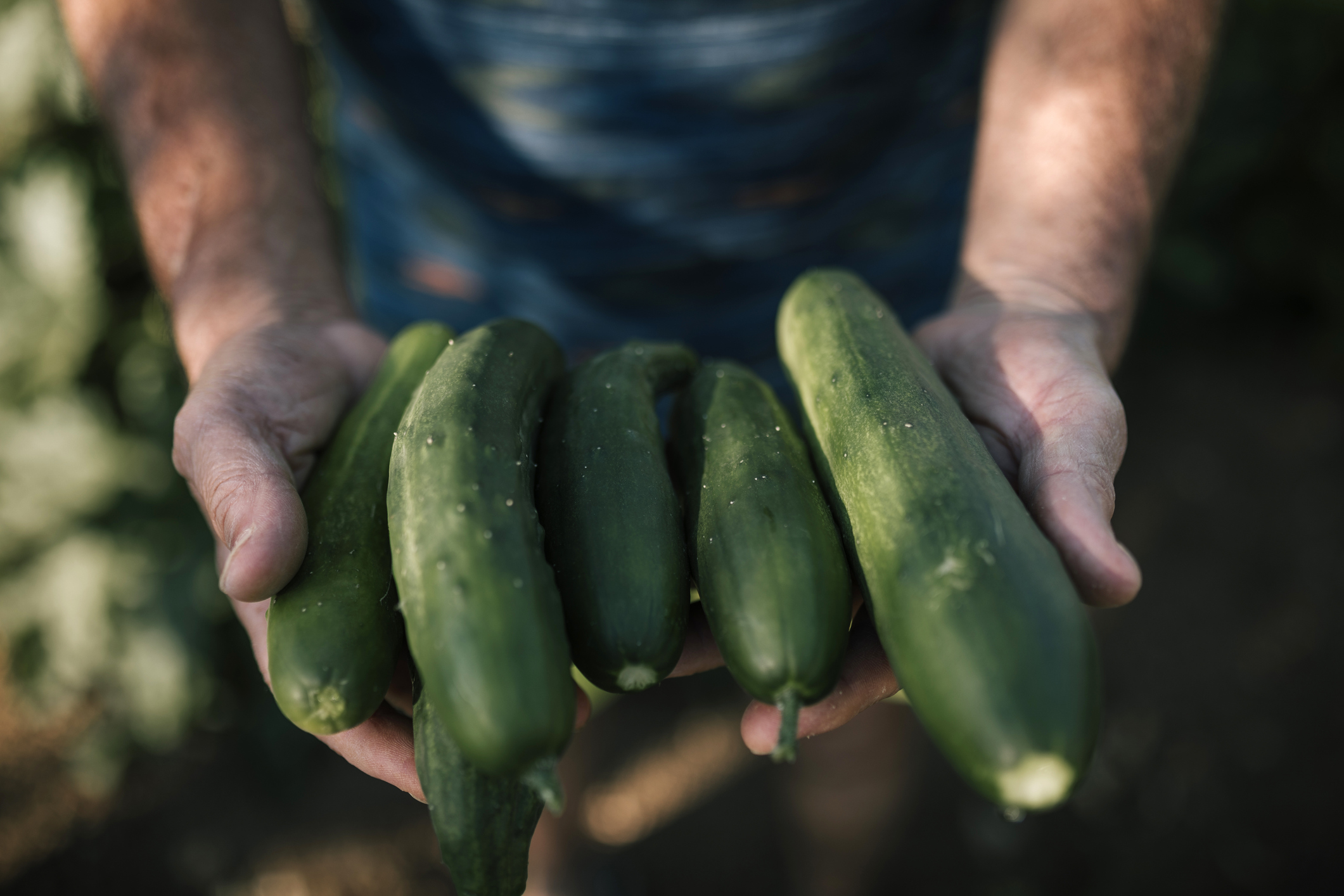 ¿Cómo cultivar pepino y cuál es el sistema de riego ideal?