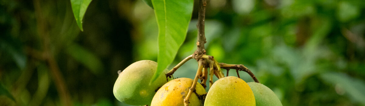 Cultivo de mango y sus exigencias hídricas