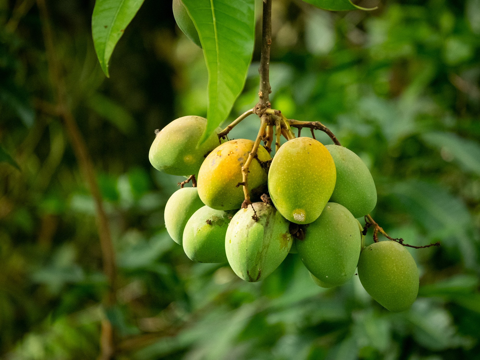 Cultivo de mango y sus exigencias hídricas