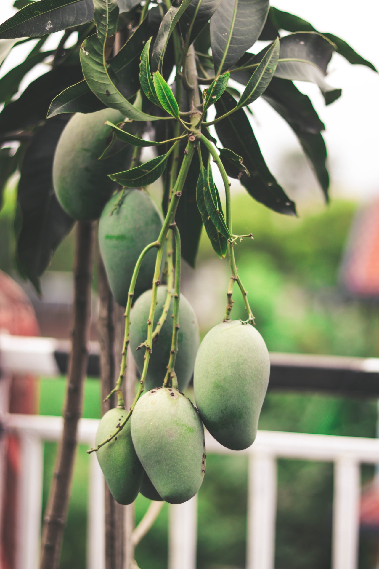 Cultivo de mango y sus exigencias hídricas - rieggo - blog