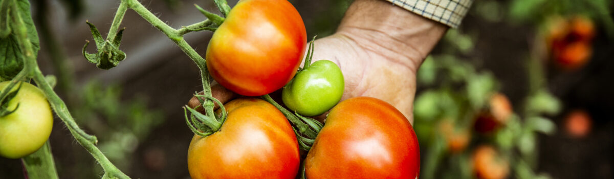 ¿Cómo controlar las plagas de tomate?