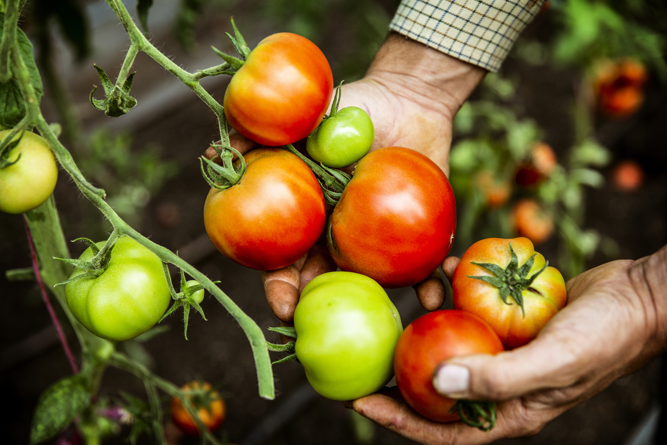 ¿Cómo controlar las plagas de tomate?