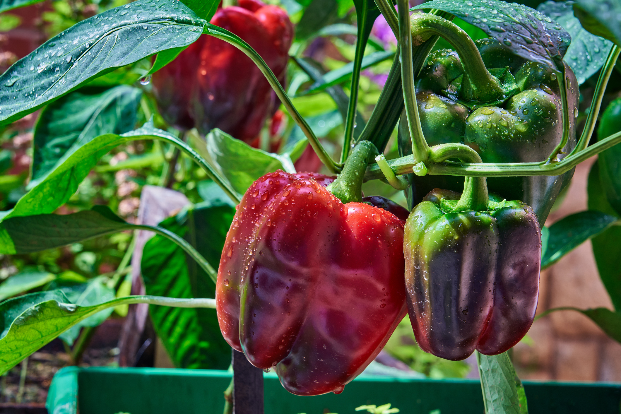 Aspectos clave para la producción y cultivo del pimiento