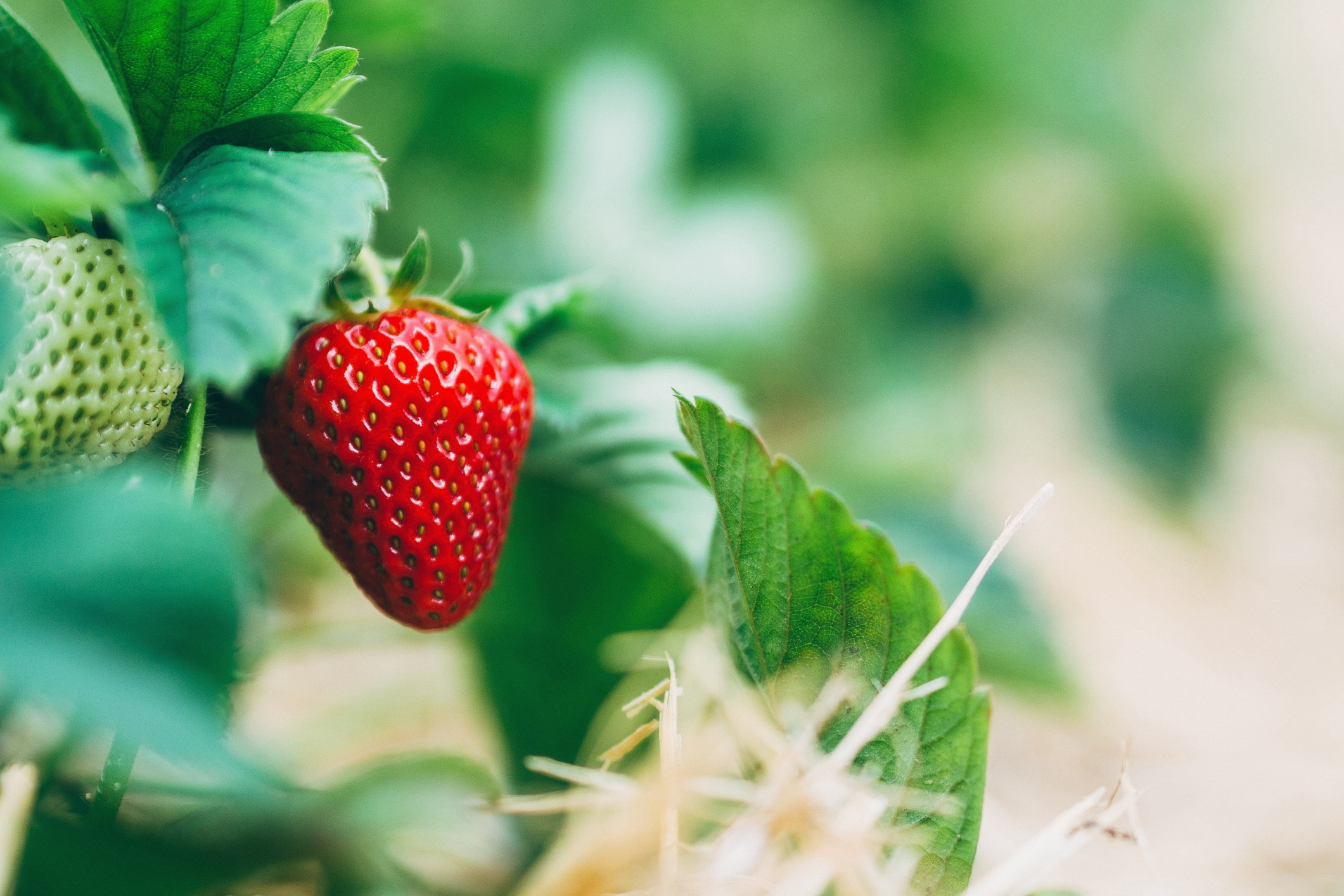 Beneficios del riego hidropónico para el cultivo de fresas