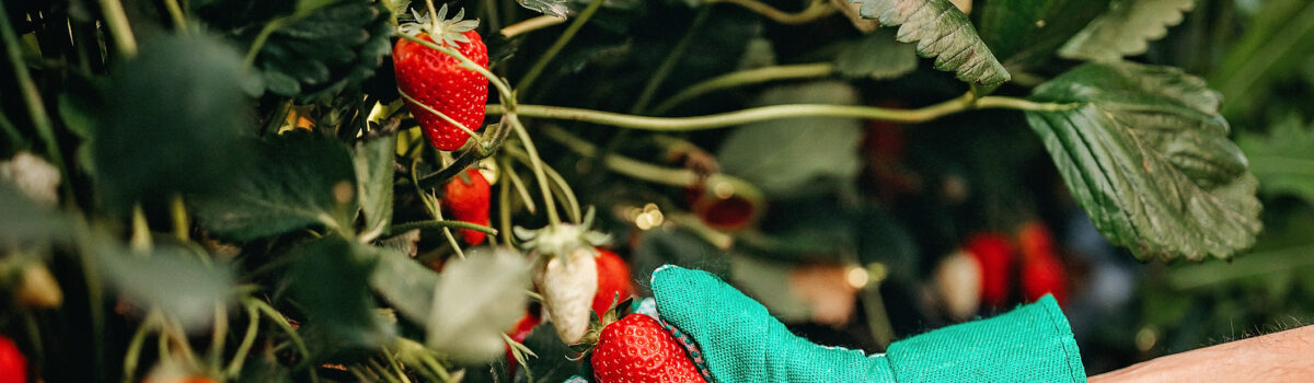 4 Tips que debes de saber de cultivo de fresas