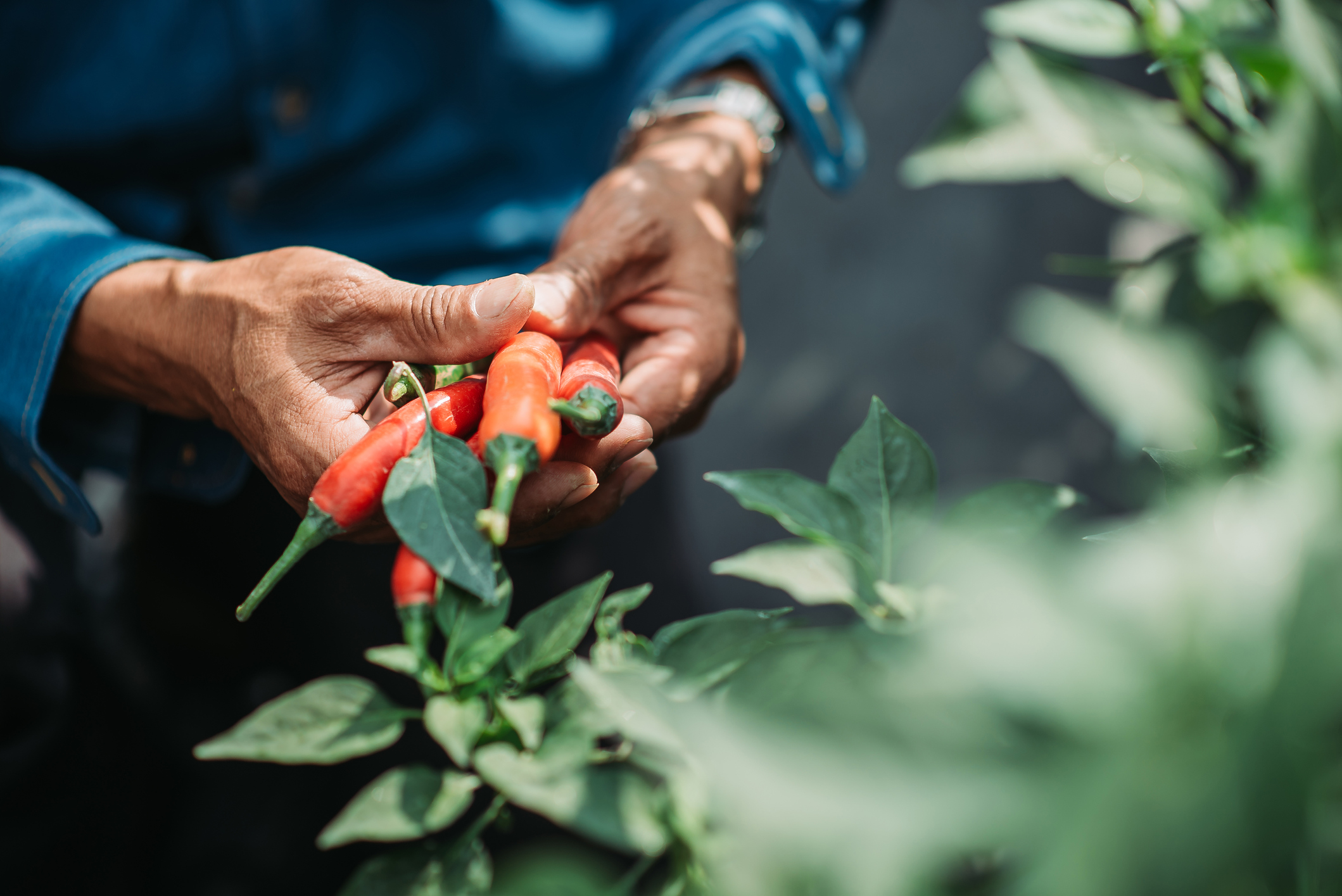 Cultivo de chile con rieggo