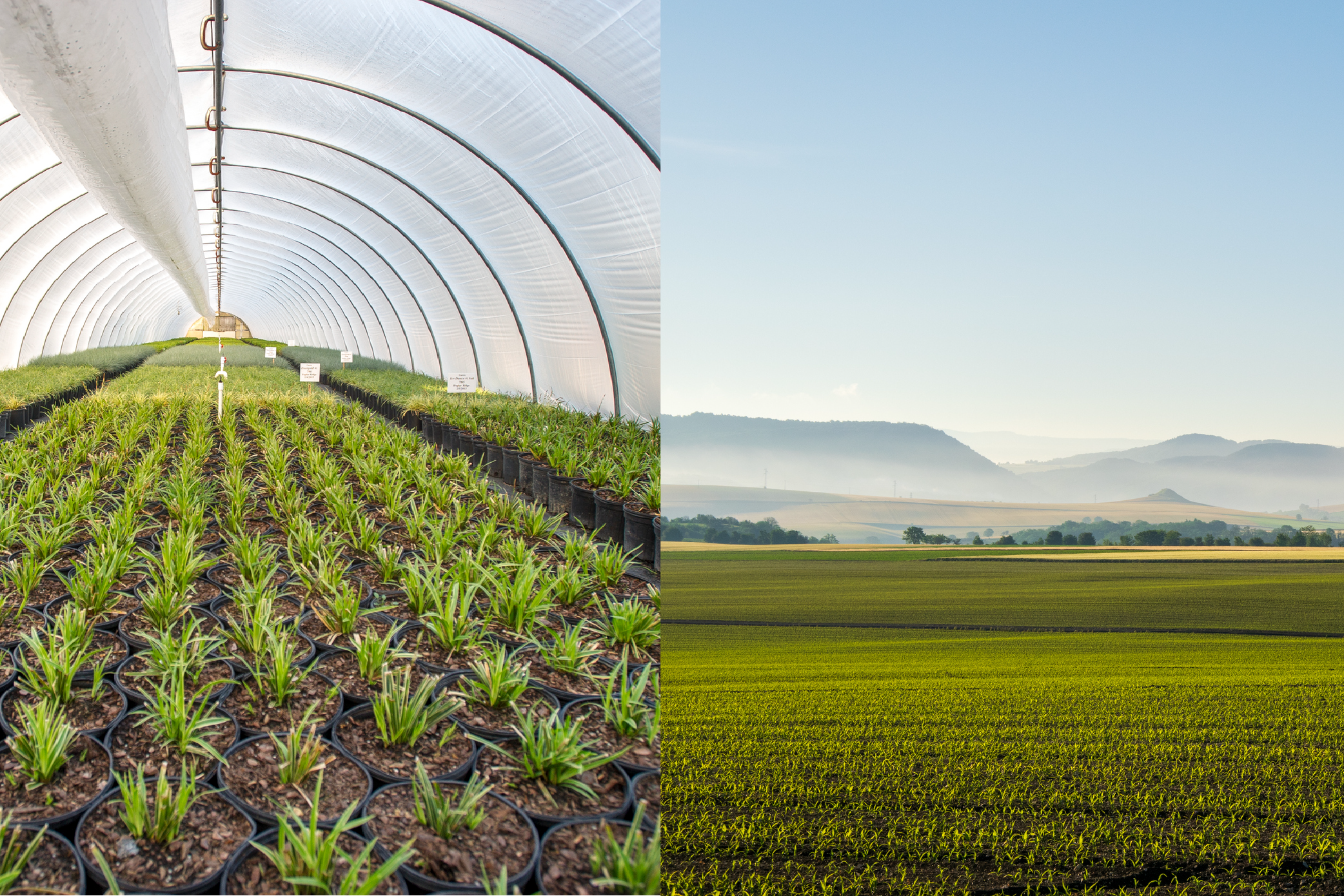 Agricultura abierta vs campo abierto