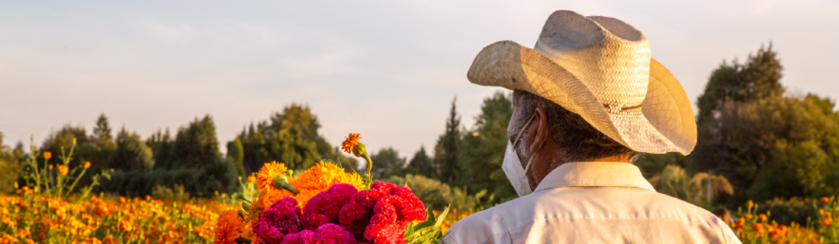 5 Secretos para el cultivo de flores y su producción