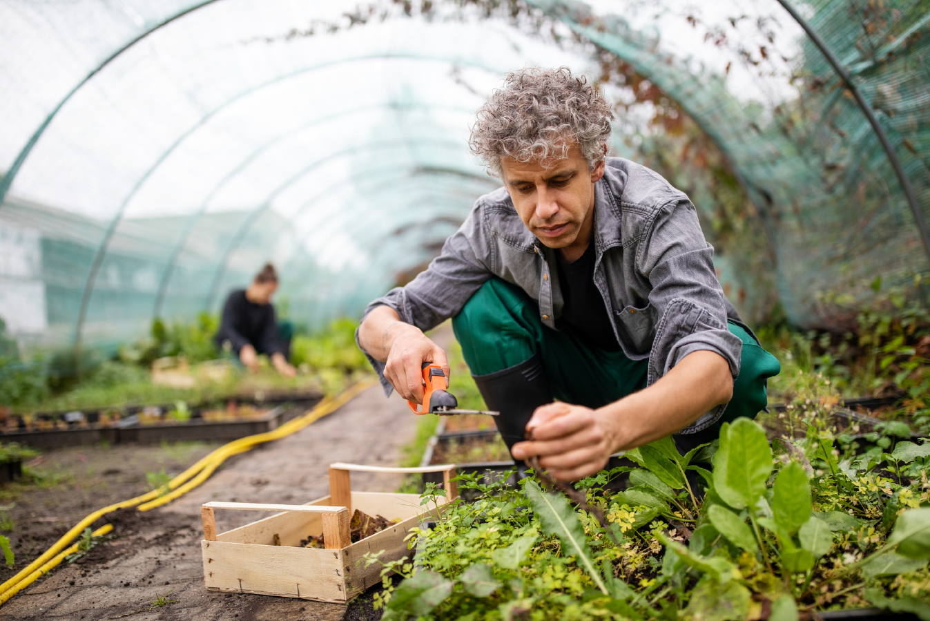 Agricultor cosechando