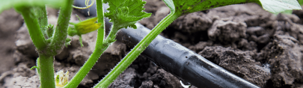 ¿Cómo conservar mejor el agua en el campo?