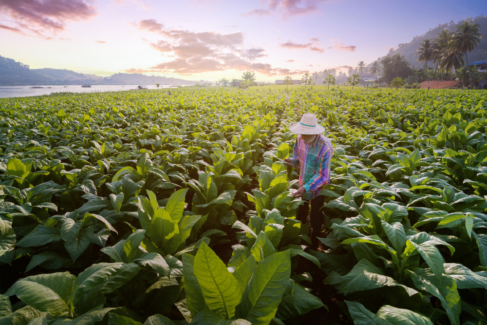 Agricultor