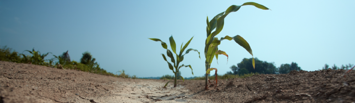 Los desafíos de la escasez de agua en la agricultura y posibles soluciones