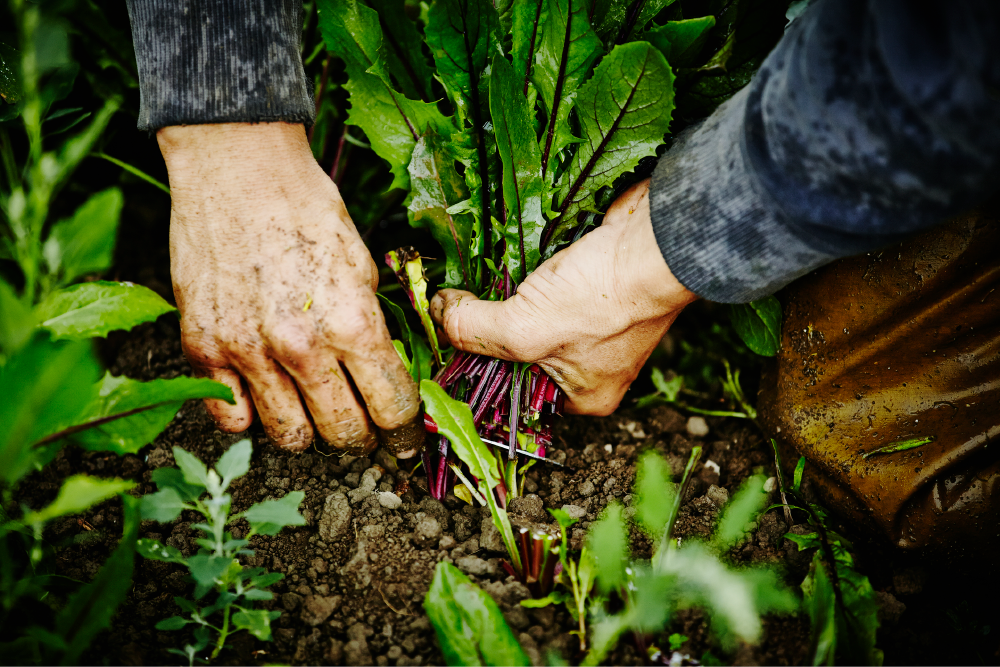 Cultivo de hortalizas