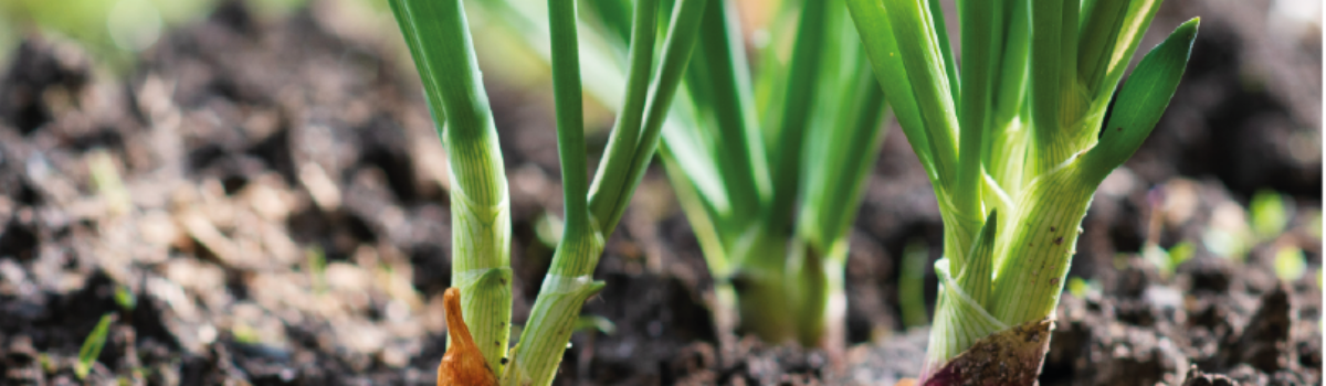 La importancia del cultivo de la cebolla en los estados de Tamaulipas, Jalisco y Colima