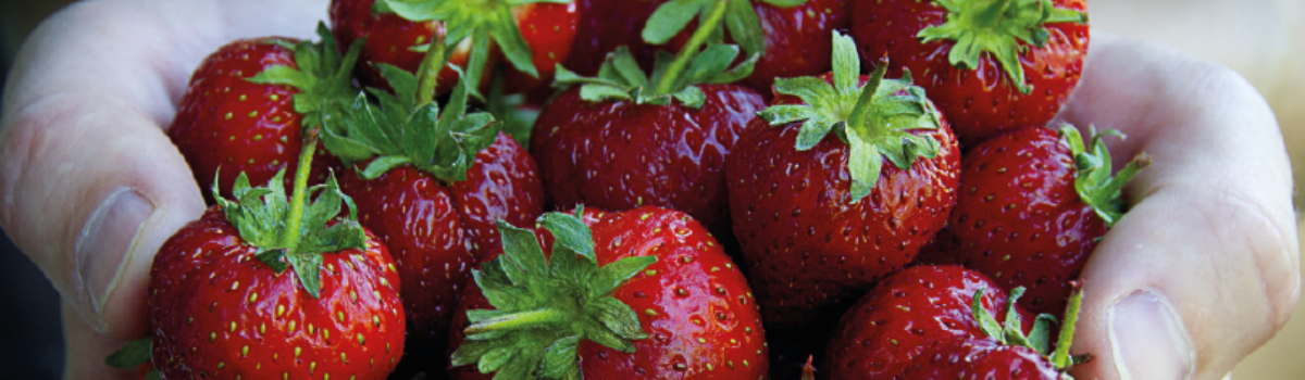 ¿Cuál es el mejor sistema de riego para cultivar fresas?