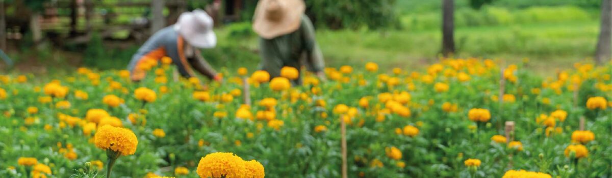 Cempasúchil y Nochebuena: dos flores de temporada y cómo cuidar su cultivo