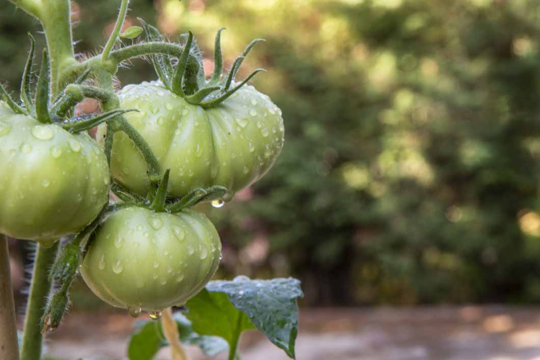 ciclo agrícola