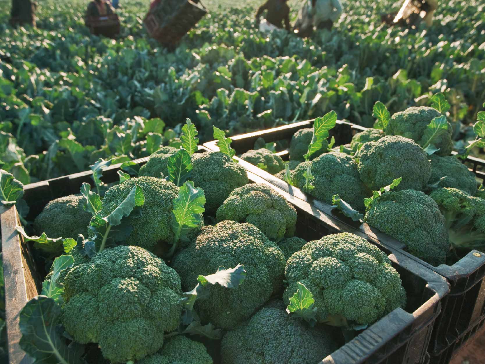 cultivo de brocoli en México