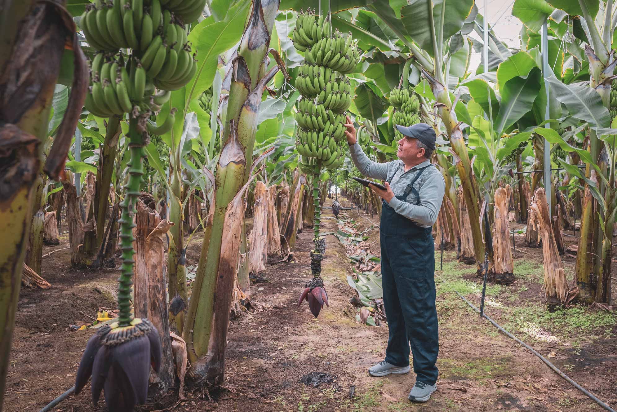 agricultura de irrigación