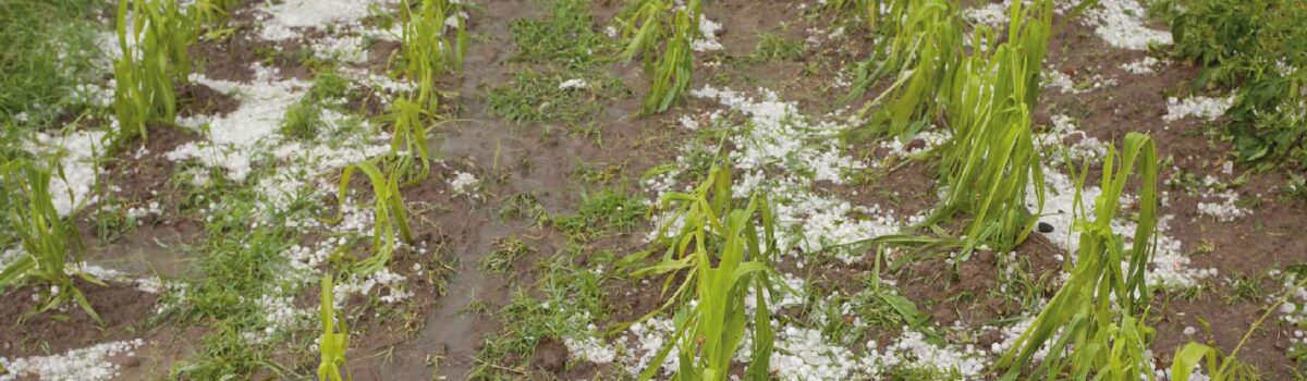 ¿Cómo proteger nuestros cultivos del granizo?