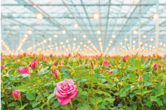 cultivo de rosas en invernadero en mexico