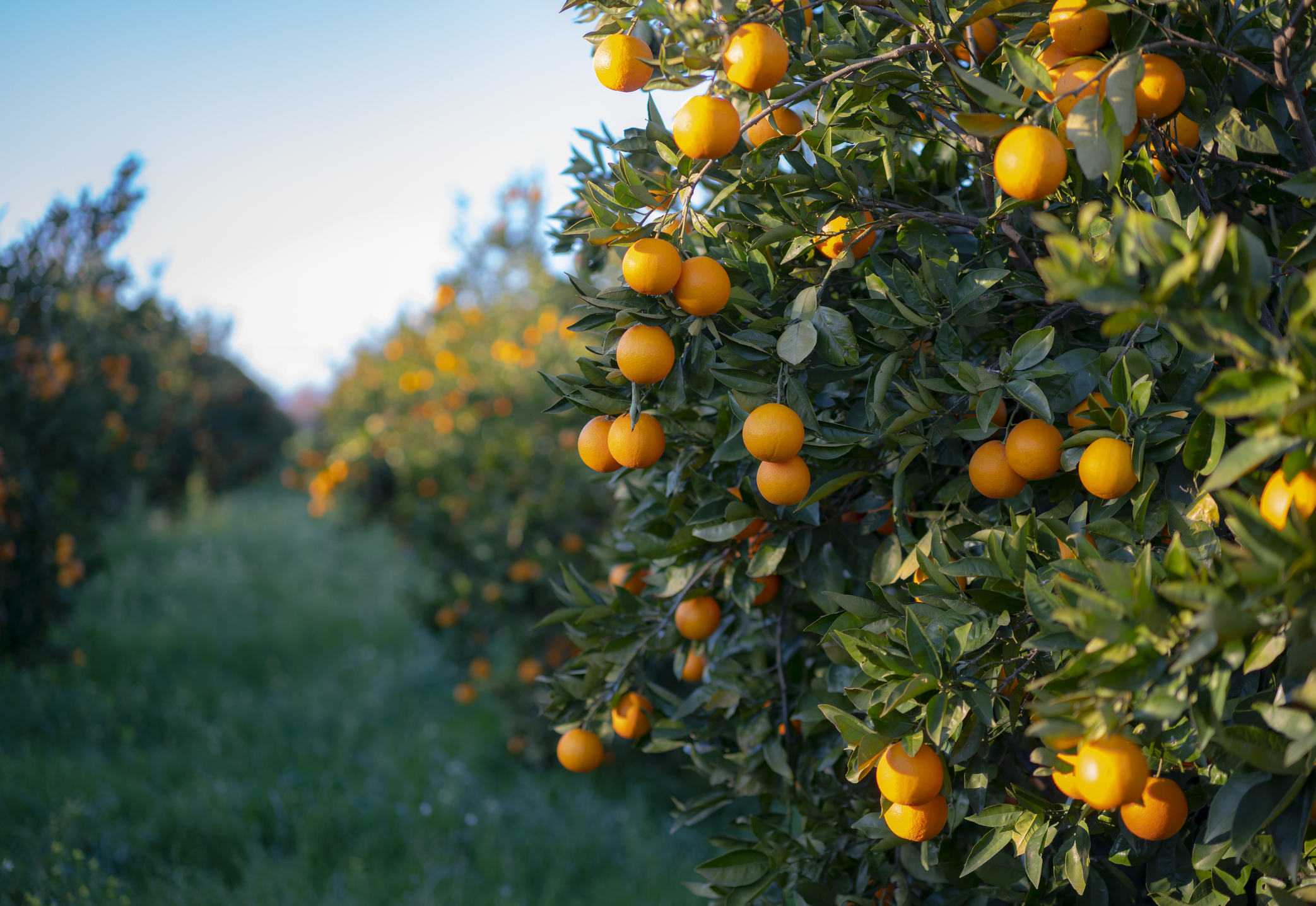 sistema de riego para árboles frutales