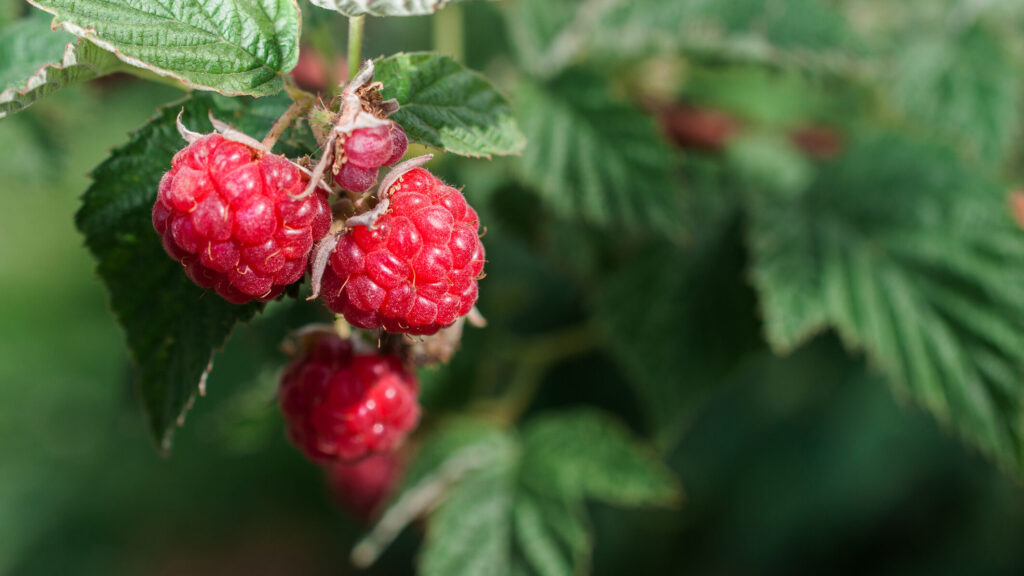 riego de la frambuesa