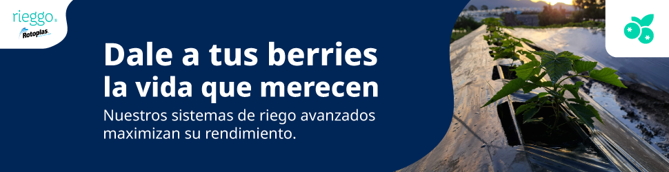 riego de berries