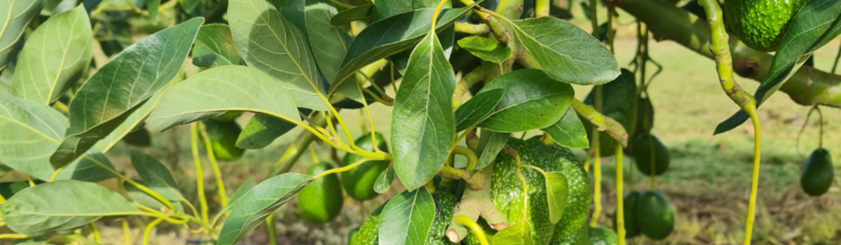  ¿Cómo mejorar la eficiencia de un sistema de riego en cultivo de aguacate?