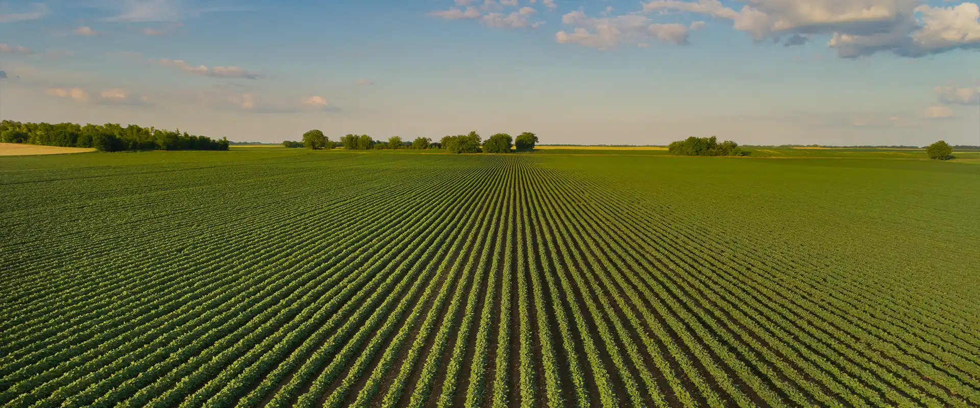 Instalación de sistemas de riego a campo abierto.